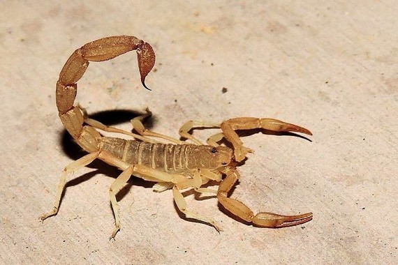 scorpions (114)