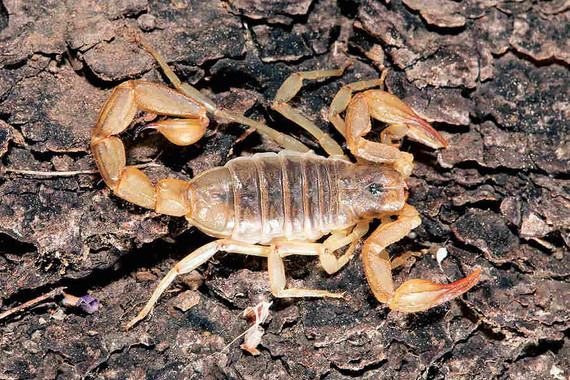 scorpions (133)