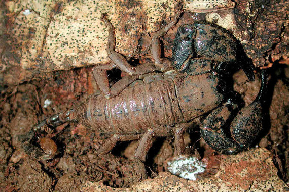 scorpions (119)
