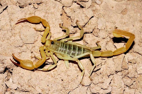 scorpions (129)