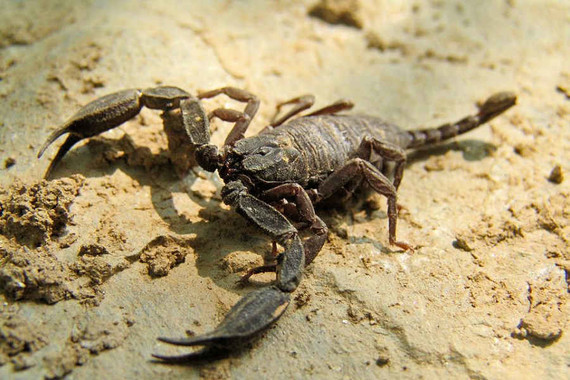scorpions (121)