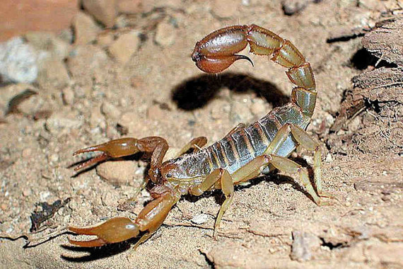 scorpions (127)