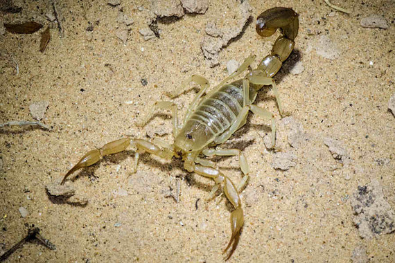 scorpions (135)