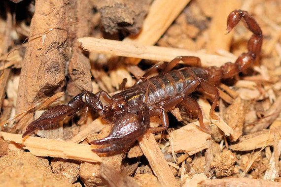 scorpions (130)