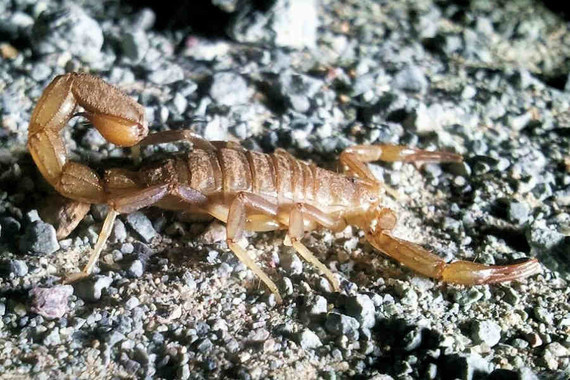 scorpions (134)