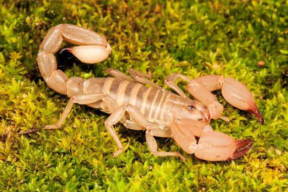 scorpions (131)