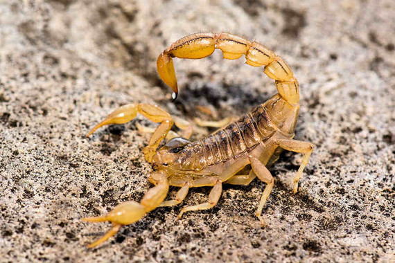 scorpions (132)