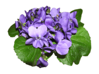 Violettes (11)