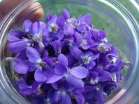 Violettes (48)