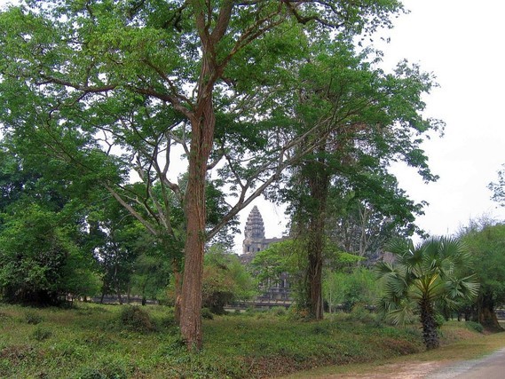 Angkor2 (16)