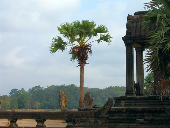 Angkor (62)