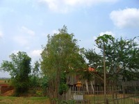Angkor9 (20)