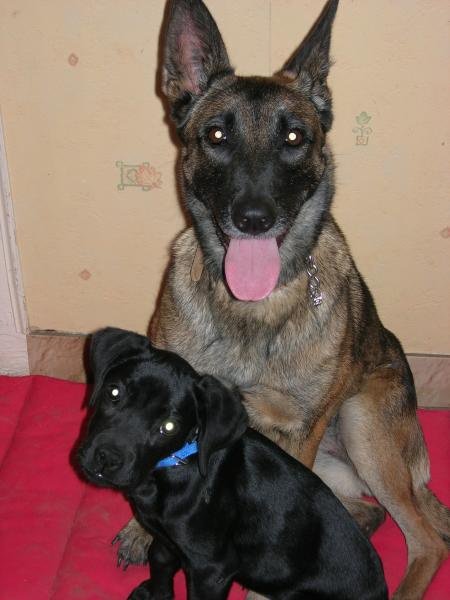 Chien Qui Mange Du Kaka Chiens Forum Animaux