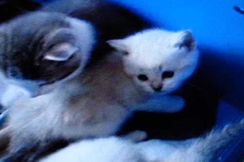 Aidez Moi A Trouver Un Nom Pour Mon Chaton Chats Forum Animaux Doctissimo Aidez Moi A Trouver Un Nom Pour Mon Chaton Chats Forum Animaux Doctissimo