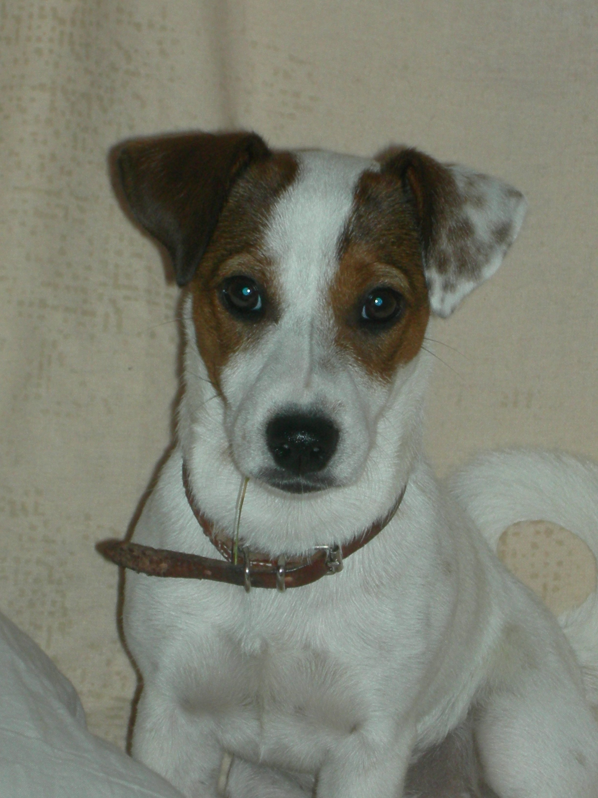 Jack Russel Croiser York Chiens Forum Animaux Doctissimo