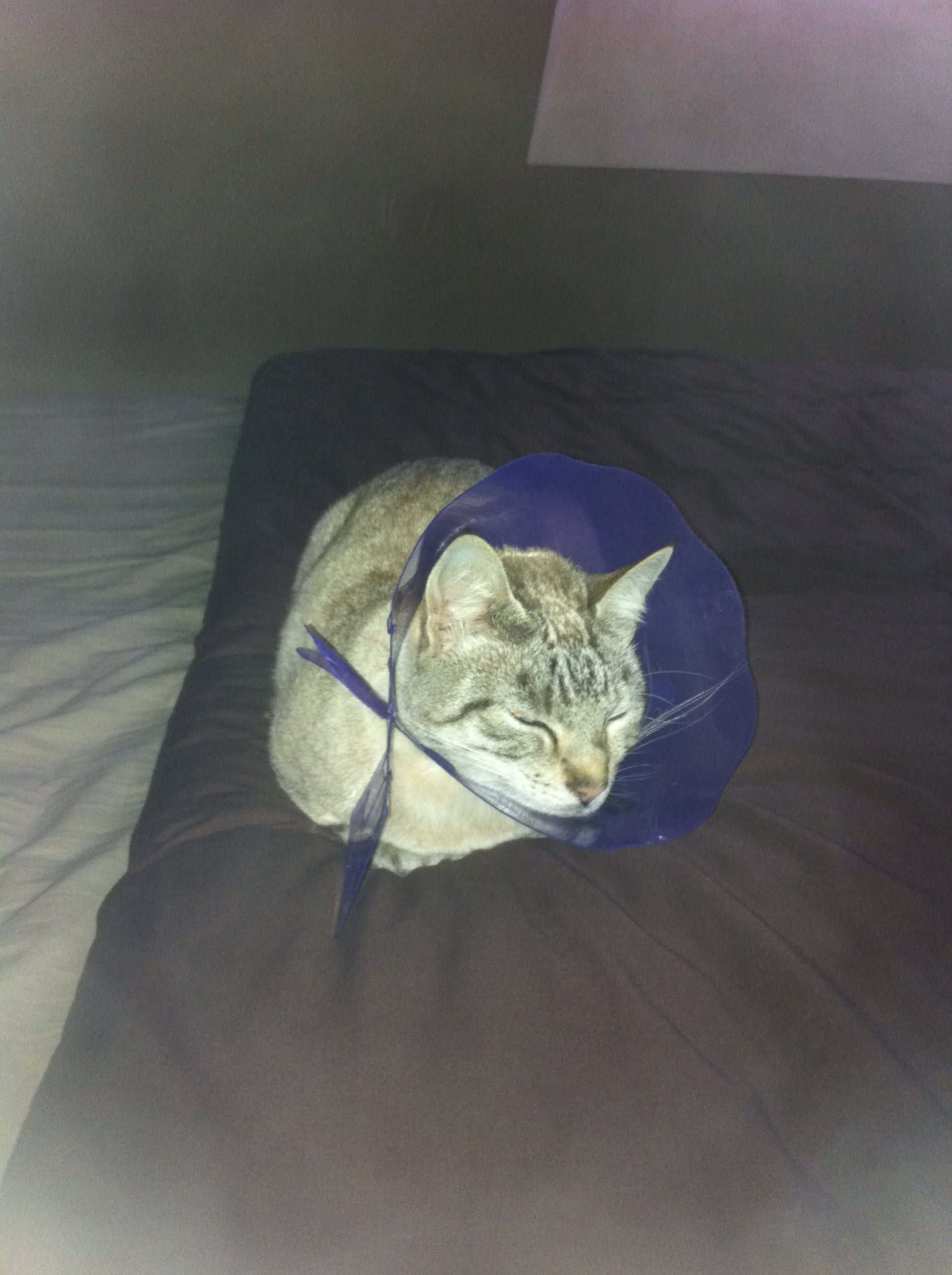 Amputation De La Queue Chats Forum Animaux Doctissimo