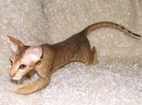 peterbald-cat