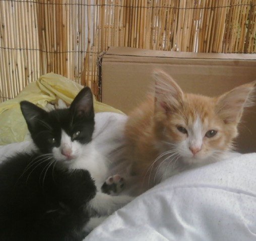 Savoir Si Mon Chat Est Un Maine Coon Chats Forum Animaux Doctissimo Savoir Si Mon Chat Est Un Maine Coon Chats Forum Animaux Doctissimo