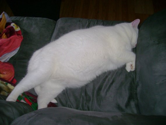 Chatte Gros Ventre Chatte Gros Ventre