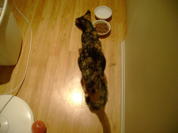 Chatte Gros Ventre Chatte Gros Ventre