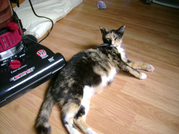 Chatte Gros Ventre