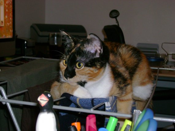 Ma Minette Se Roule Par Terre Quand Je La Gronde