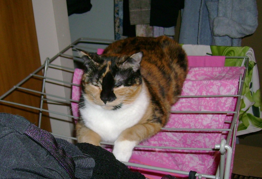 Ma Minette Se Roule Par Terre Quand Je La Gronde Chats Forum Animaux Doctissimo Ma Minette Se Roule Par Terre Quand Je La Gronde Chats Forum Animaux Doctissimo