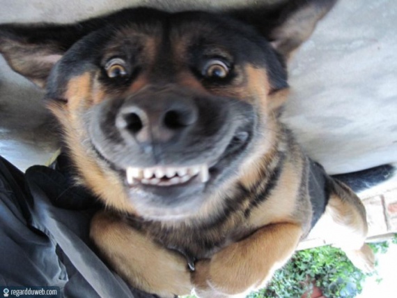 Avoir Images Regardduweb Drole Insolite Animal Chien11 Sourire Un Coin De dernière salutations
