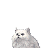 chat-blanc-video