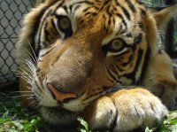 un magnifique tigre de face par J.L To