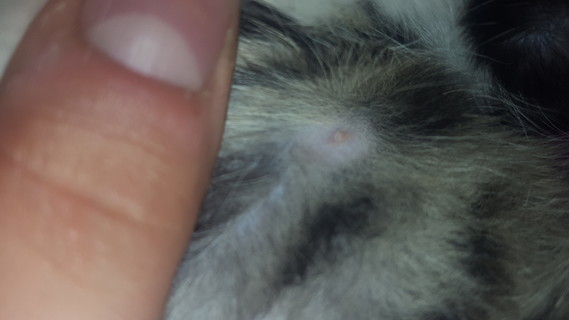 Les Boutons Sur Un Chat Les Boutons Sur Un Chat