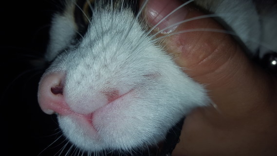 Est Il Possible Que Mon Chat Ai Un Bouton De Fievre La Sante De Votre Chat Chats Forum Animaux Doctissimo Est Il Possible Que Mon Chat Ai Un Bouton De Fievre La Sante De Votre Chat Chats Forum Animaux Doctissimo