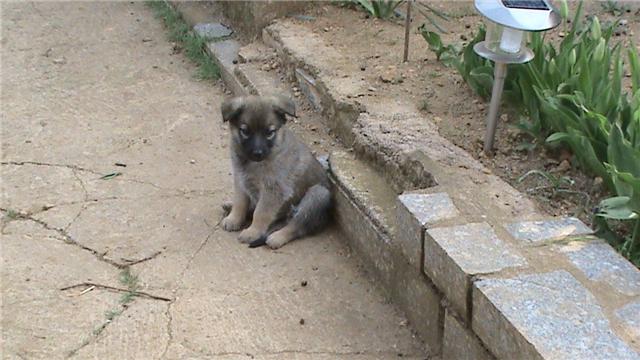 Berger Allemand Croisé Malinoisqui Connait Chiens