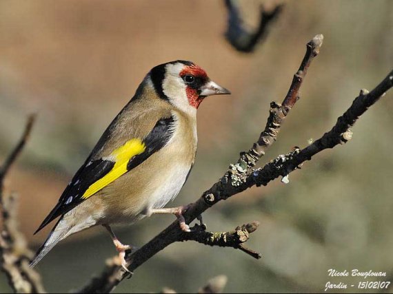 QUELS SONT LES OISEAUX PRESENTS DANS VOS JARDINS