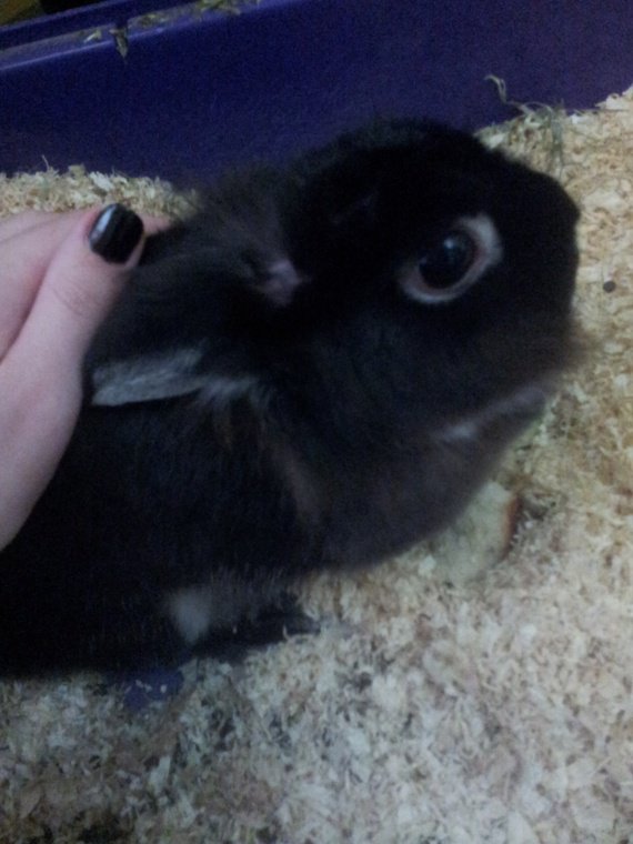 perte de poils sur mon lapin