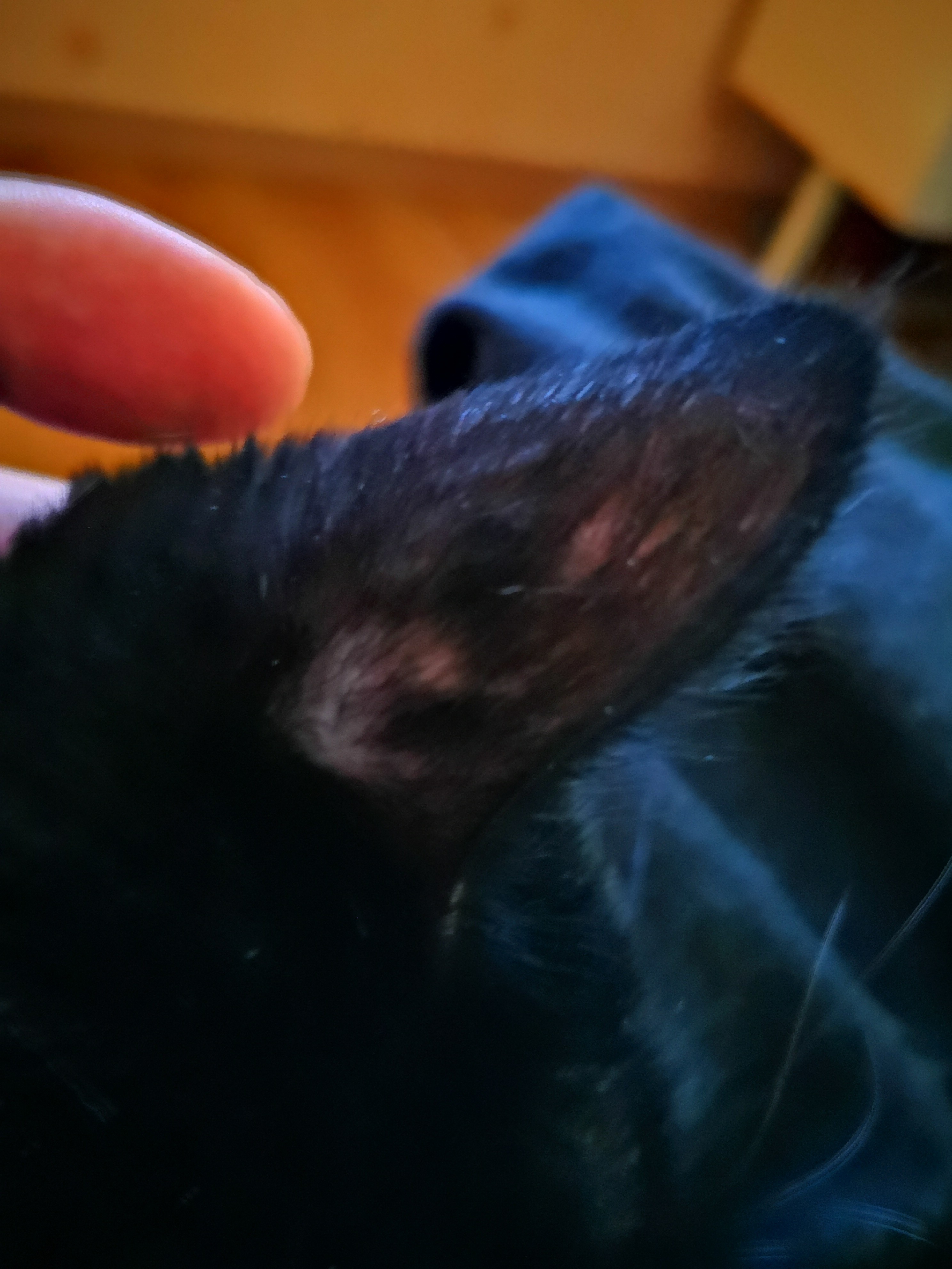 Mon Chat Perd Ses Poils Sur Son Oreille Droite La Sante De Votre Chat Chats Forum Animaux Doctissimo Mon Chat Perd Ses Poils Sur Son Oreille Droite La Sante De Votre Chat Chats Forum Animaux Doctissimo