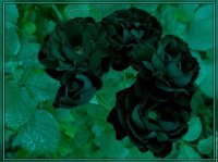 roses noires4