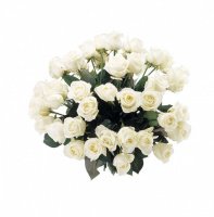 bouquets de roses blanches