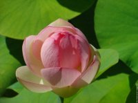 fleur-de-lotus1