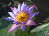 fleur-de-lotus2