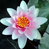 fleur de lotus5