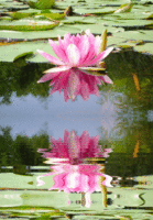 fleur-de-lotus7