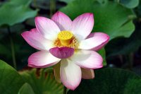 fleur de lotus9