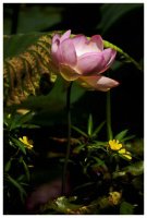 Fleur de lotus10