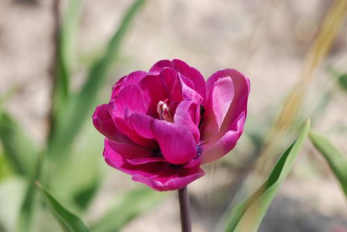 tulipe5