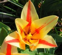 tulipe6
