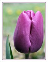 tulipe9