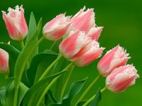 tulipe10