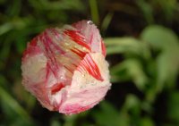 tulipe14