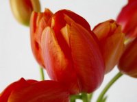 tulipe15